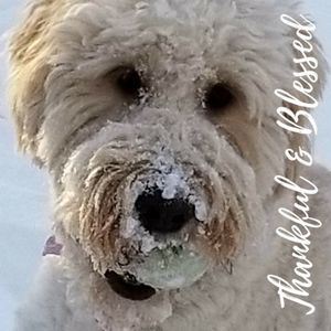 Meet your Posher, Meredith